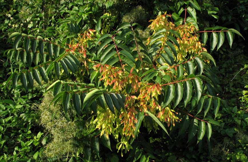 Ailanthus4