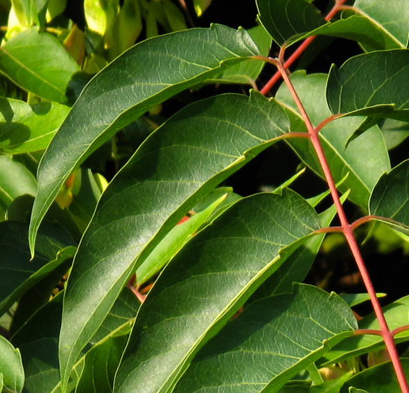 Ailanthus3