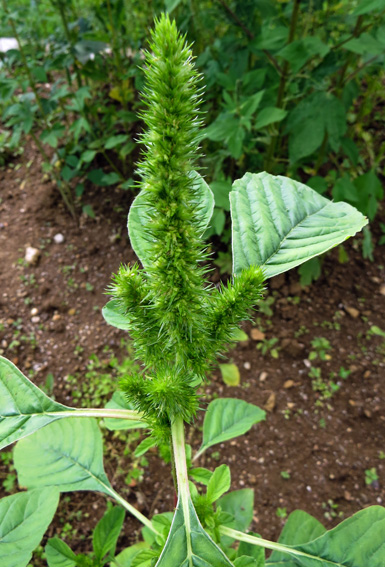 Amaranthus20