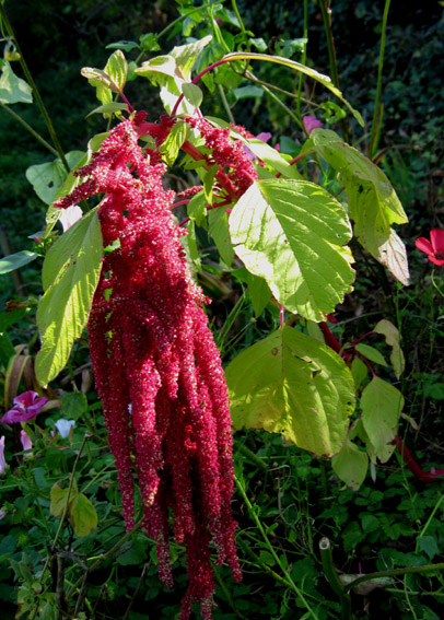 Amaranthus5