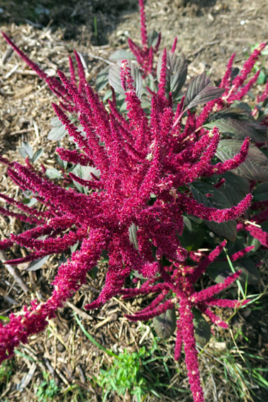 Amaranthus11b