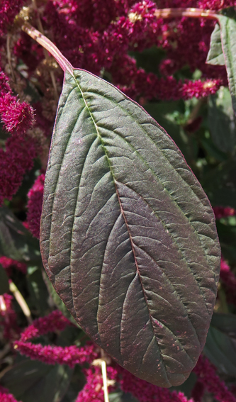 Amaranthus11c