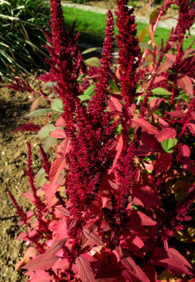 Amaranthus10