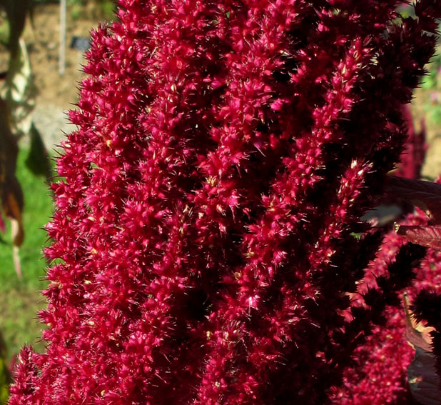 Amaranthus11