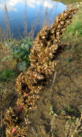 Amaranthus19