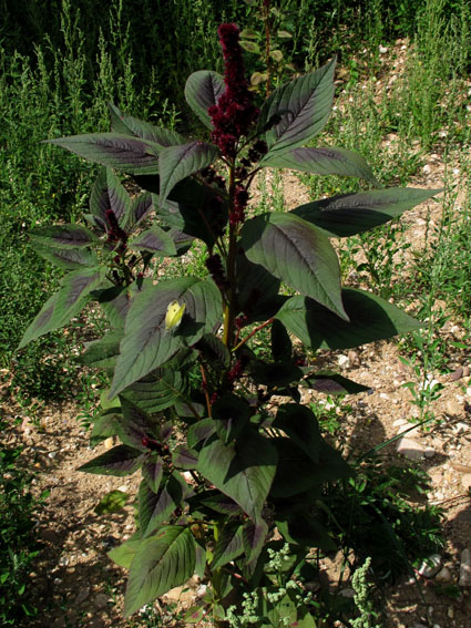 Amaranthus7