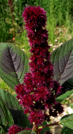 Amaranthus9