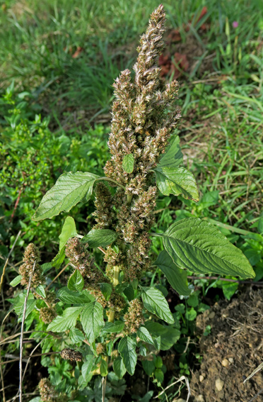 Amaranthus1