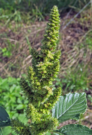 Amaranthus2