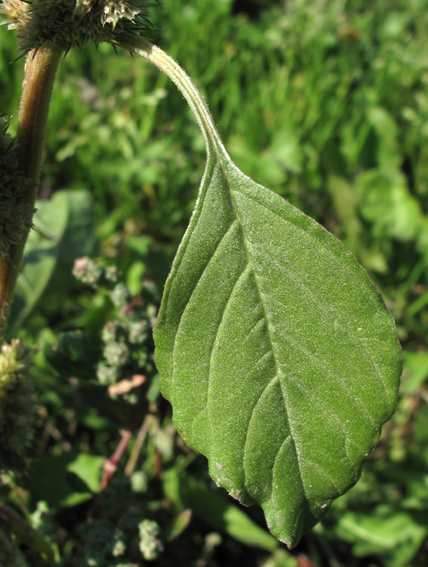 Amaranthus13