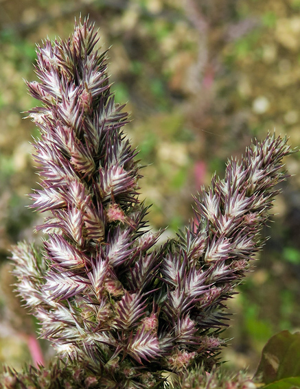 Amaranthus14