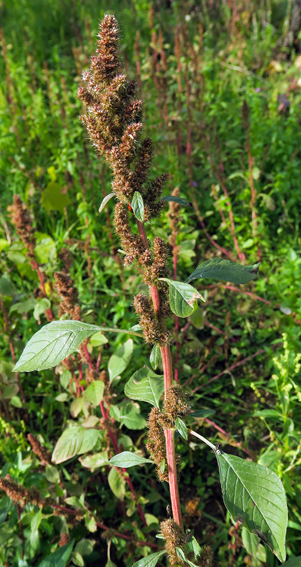 Amaranthus3