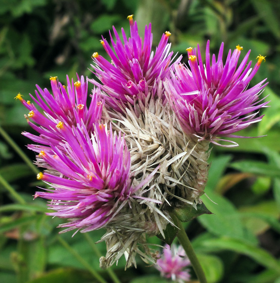 Gomphrena5