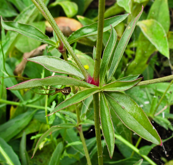 Gomphrena6