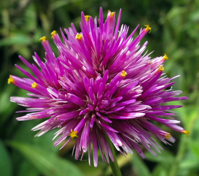 Gomphrena8