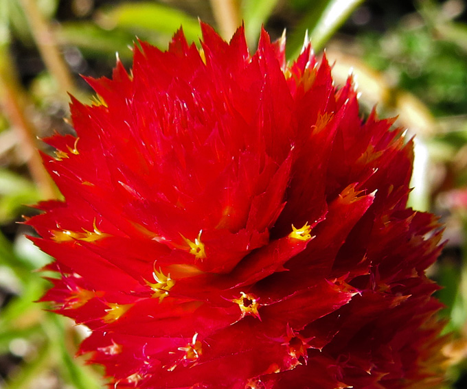 Gomphrena4