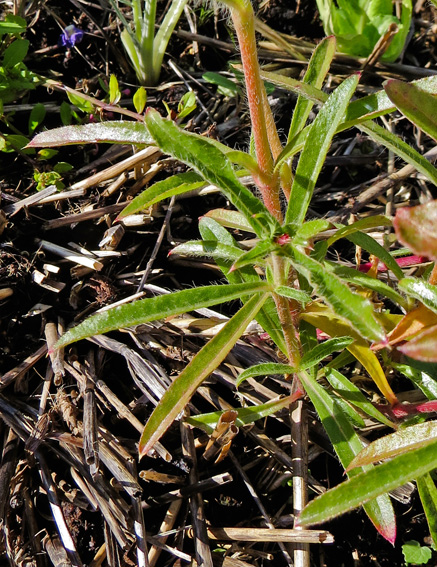 Gomphrena2