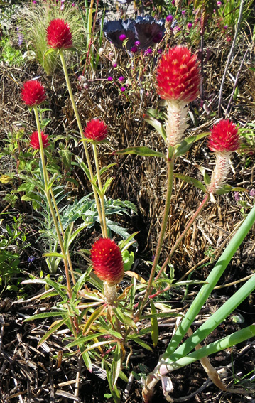 Gomphrena1