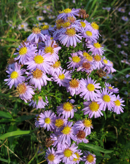 Aster2