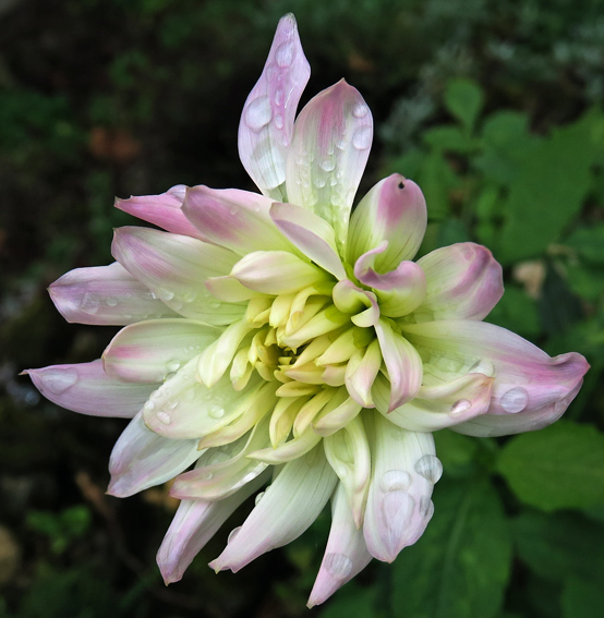 Dahlia5a