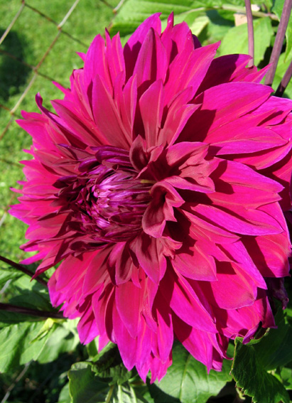 Dahlia3