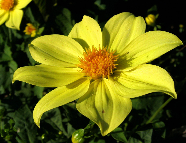 Dahlia1