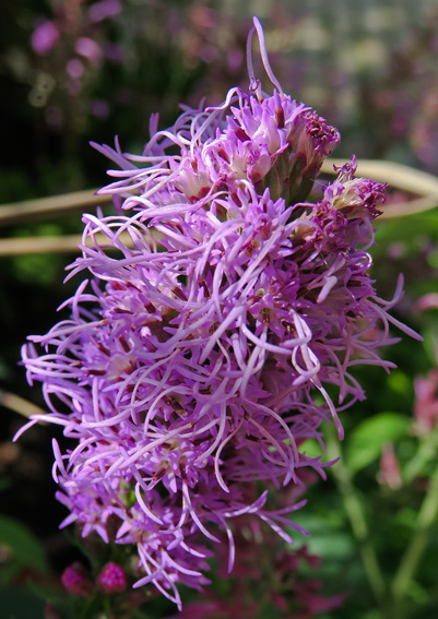 Liatris2