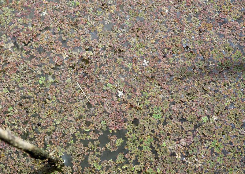 Azolla4