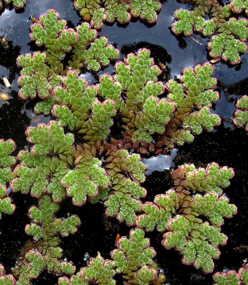 Azolla2