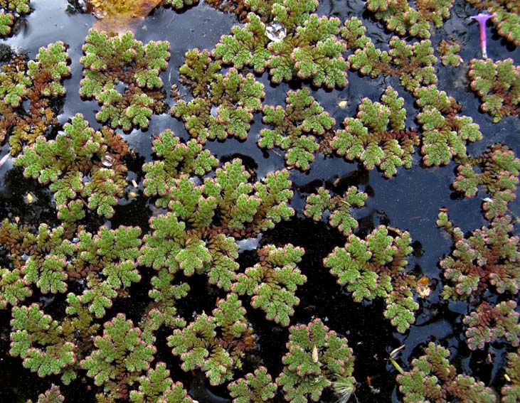 Azolla1