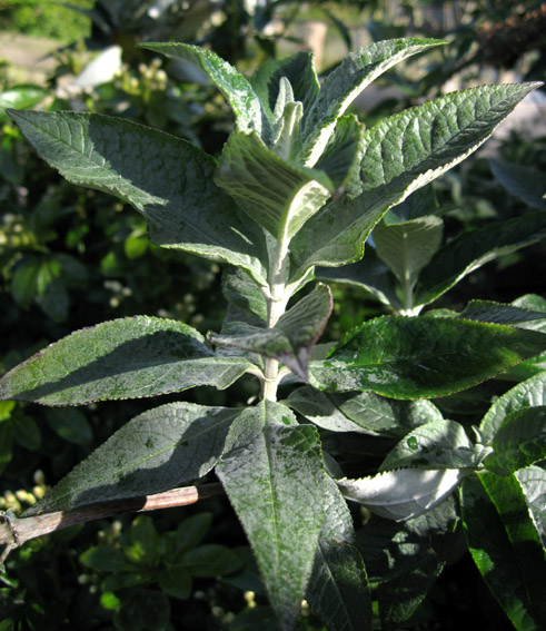 Buddleja3