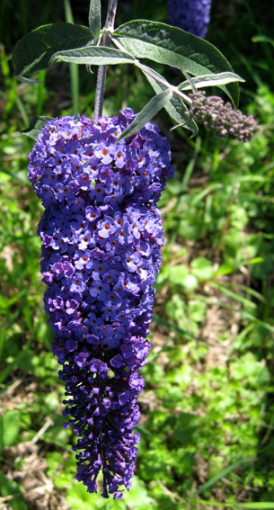 Buddleja4