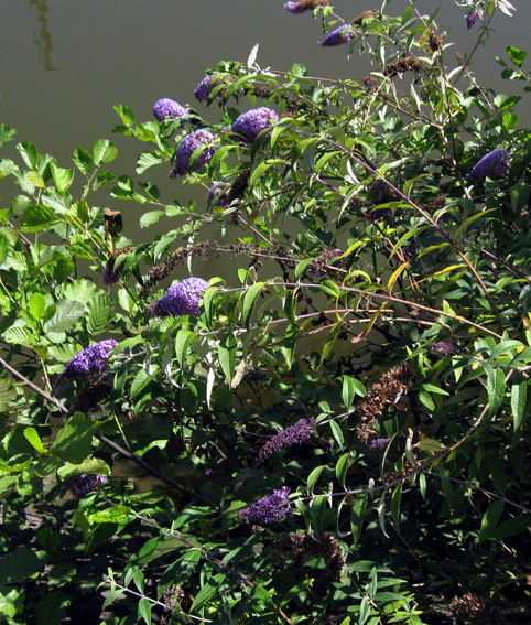 Buddleja2