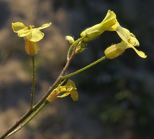 Bunias8