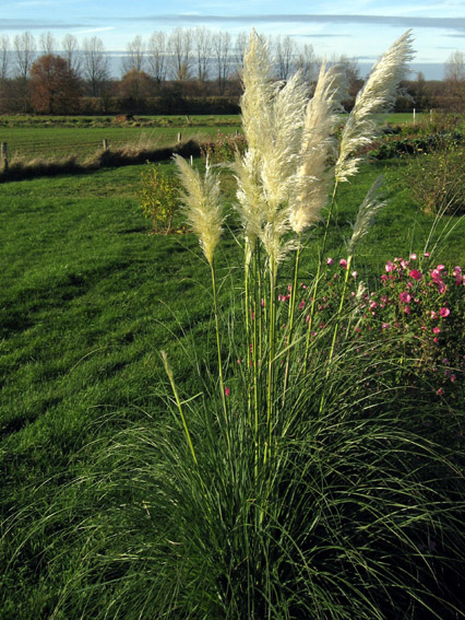 Cortaderia1