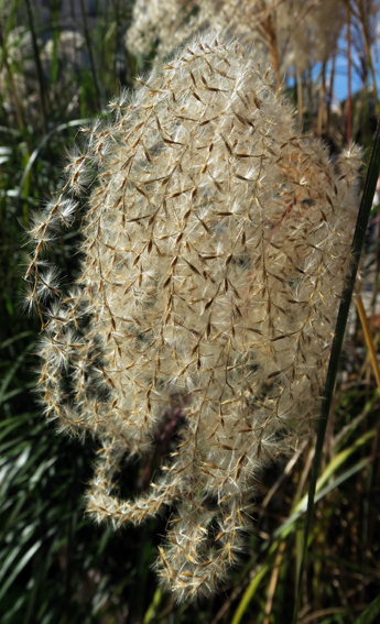 Miscanthus2