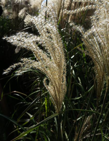 Miscanthus1