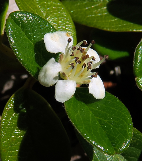 Cotoneaster8a