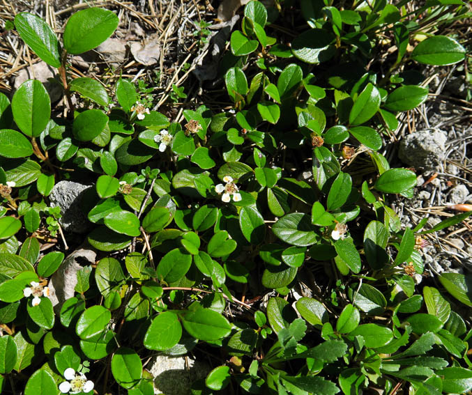 Cotoneaster7b