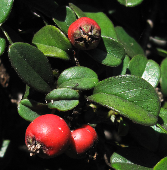 Cotoneaster9a