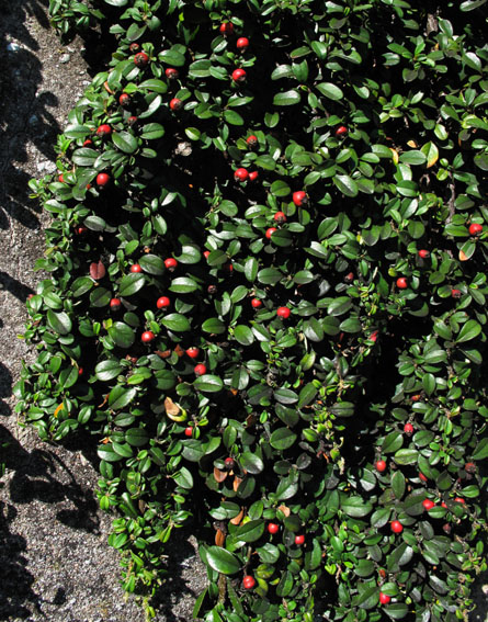 Cotoneaster7a1