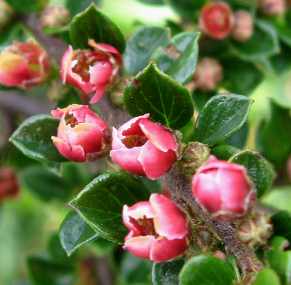 Cotoneaster2