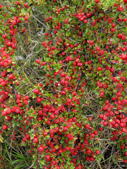 Cotoneaster1a