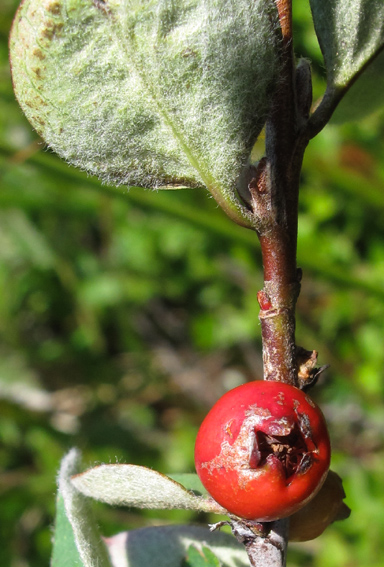 Cotoneaster18