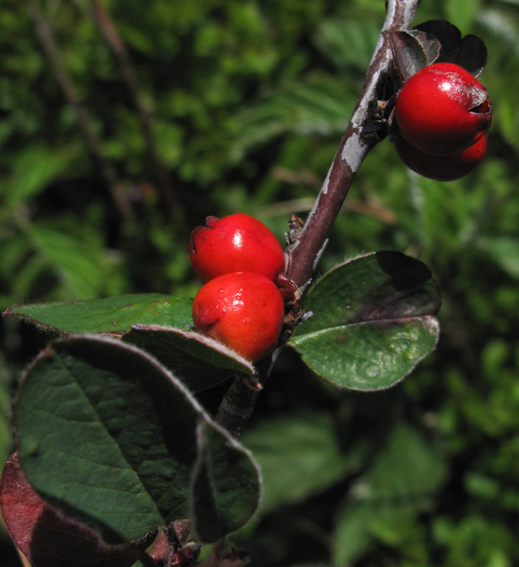Cotoneaster19
