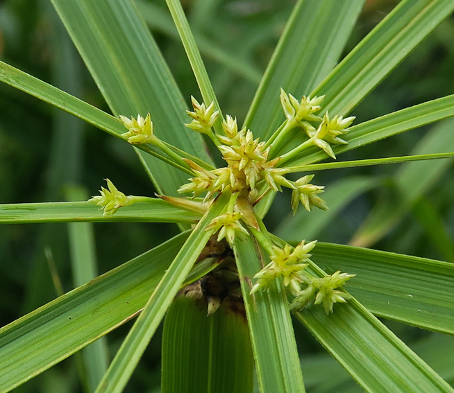 Cyperus14