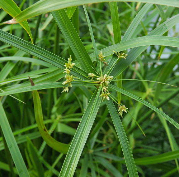 Cyperus13