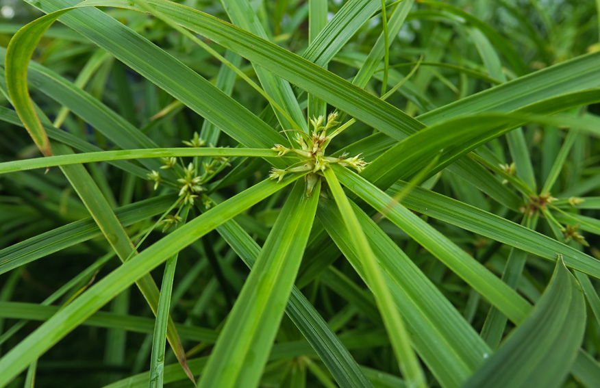 Cyperus12