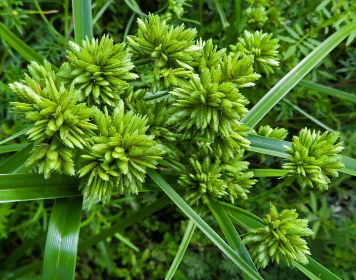 Cyperus6