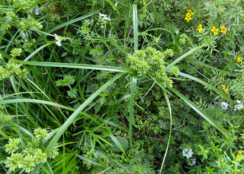 Cyperus5